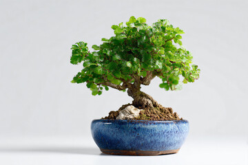 a bonsai tree in a blue pot