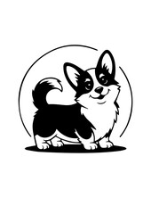 black and white corgi dog 