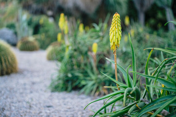 Aloe striatula flower spike with yellow tubular blooms in succulent garden