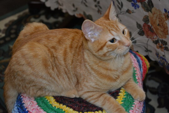 Cute ginger tabby cat relaxing on a colorful crocheted cushion. Close-up indoor portrait with calm expression