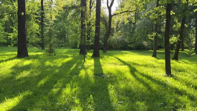 Lesnaya polyana. Sunny Forest. Lawn