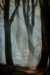 Dark tree trunks with rays of sunlight shining through dense foliage in beech forest