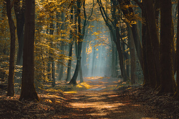Rays of the morning sun fight their way through the fog in a forest