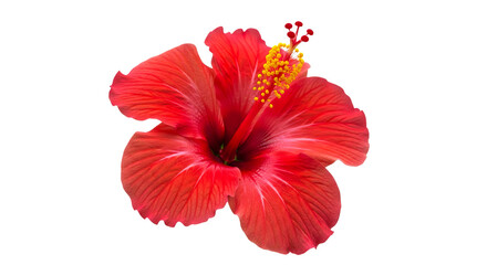 Vibrant Red Hibiscus Flower, Detailed Close-up of Tropical Bloom isolated on transparent background