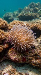 Underwater Photo of a Sea Anemone on a Coral Reef Seascape