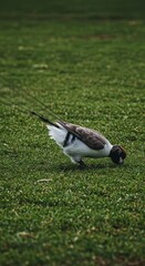 Waterfowl Bird Foraging in Green Grass a Wildlife Outdoor Scene