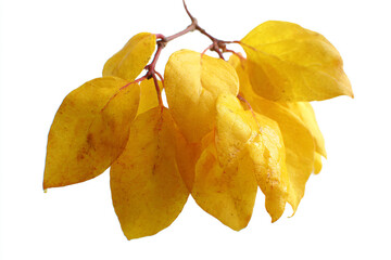 Naklejka premium a bunch of yellow leaves on a branch