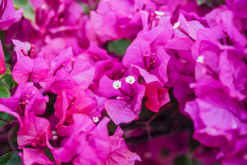 Close-up of vivid pink bougainvillea bracts in bloom