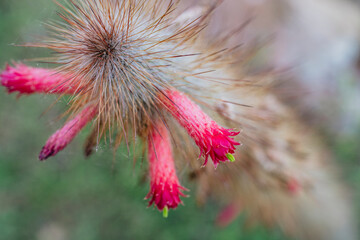 Close-up of Cleistocactus baumannii with pink tubular flowers