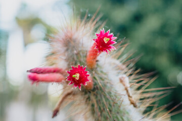 Close-up of Cleistocactus baumannii with pink tubular flowers