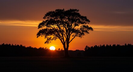 Sunset Silhouette Tree in Forest - Solitary tree silhouetted against a vibrant sunset, symbolizing peace, resilience, nature's beauty, the cycle of life, and hope