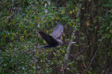 Great cormorant in flight