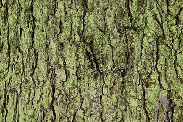 Background, texture of pine bark with green bloom