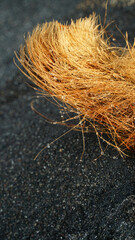 Coconut fiber on the beach sand