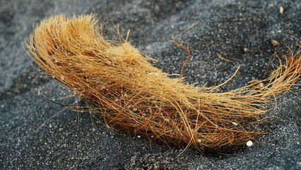 Coconut fiber on the beach sand