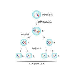 Meiosis, Gametes (Sperm and Egg) Cells Division Science Design. Vector Illustration.