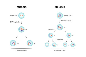 types of Cell Division, Meiosis and Mitosis Science Design. Vector Illustration.