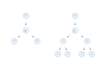 types of Cell Division, Meiosis and Mitosis Science Design. Vector Illustration.