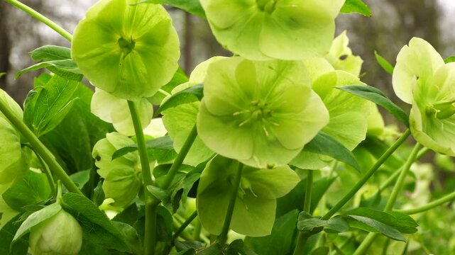 Close-up spring primrose hellebore Helleborus caucasicus with green flowers growing in the foothills of the North Caucasus