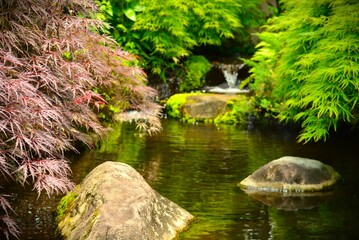Fototapeta premium 日本庭園の景色