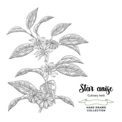 Star anise branch vector illustration. Hand drawn badian flowers and leaves. Sketch style.