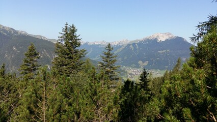 pine forest in the mountains