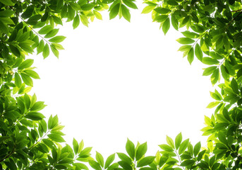 Fresh green leaves frame isolated on transparent background, creating a natural border with vibrant foliage and lush texture, perfect for botanical designs and spring or summer themes
