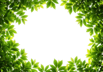 Fresh green leaves frame isolated on transparent background, creating a natural border with vibrant foliage and lush texture, perfect for botanical designs and spring or summer themes