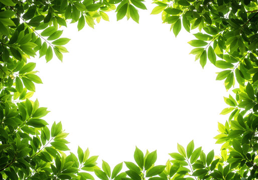 Fresh green leaves frame isolated on transparent background, creating a natural border with vibrant foliage and lush texture, perfect for botanical designs and spring or summer themes