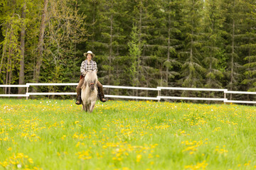 Cowgirl riding on horse (Icelandic horse). Green meadow and trees