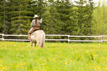 Cowgirl riding on horse (Icelandic horse). Green meadow and trees