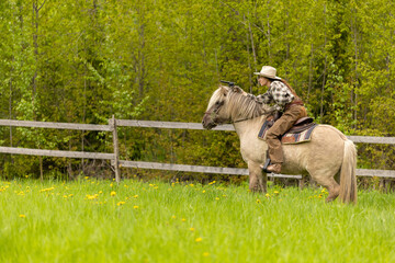 Cowgirl riding on horse (Icelandic horse). Green meadow and trees