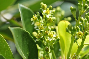 Close-up of Machilus thunbergii, known as Korean evergreen tree. Features seeds, bark, and reddish new leaves. Native to coastal forests. Used in Korean herbal medicine.