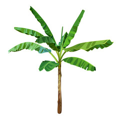 Green Banana Palm Tree isolated on a white background. Desert and tropical houseplants. 
