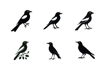 Fototapeta premium Six black and white bird silhouettes collection