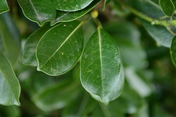 Machilus thunbergii Korean evergreen tree with seeds and red young leaves