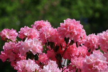 咲き誇る情熱の花