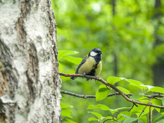 Male Great Tit perched on a tree branch. Close-up