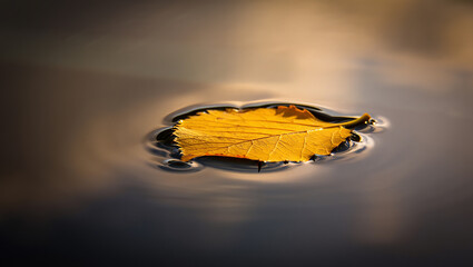 Golden autumn leaf floating on calm water surface peaceful nature photography
