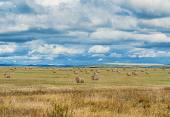 Fototapeta premium Rolling hay bales stretch across a golden field under a dramatic sky in rural farmland