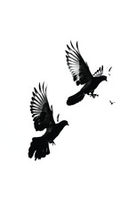 Obraz premium Pigeon silhouette, flying dove silhouette vector