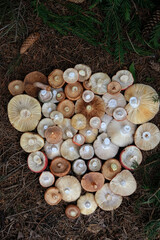 fresh picking mushrooms caps on earth, abstract natural background. mix of many forest edible mushrooms. harvest season, picking fungi. Beautiful image of wild nature, Forest aesthetic. top view