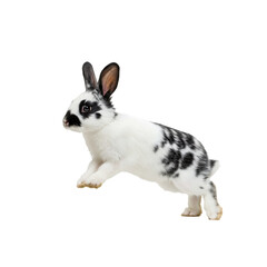 Fototapeta premium Black and White Rabbit: A Majestic Lop-Eared Bunny