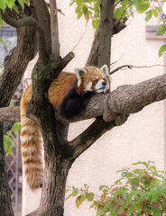 Red panda or lesser panda on tree at zoo
