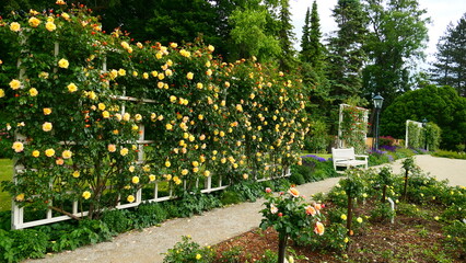 gelb bl&uuml;hende Kletterrosen, Rosarium Baden bei Wien