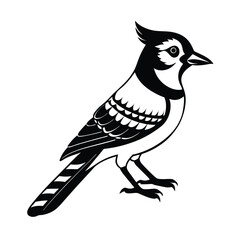 Blue Jay Head Feathers Raised