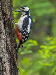 Fototapeta premium Male Great Spotted Woodpecker perching on a tree trunk. Close-up
