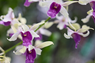 Purple and white dendrobium orchid flowers are blooming on a blurred background.