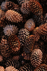 texture of many ripe fir cones, abstract natural background. harvest season, picking cones. full frame. top view