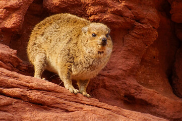 Rock hyrax, dassie (Procavia capensis) on red rocks, near Twyfelfontein, Namibia